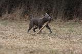 AMSTAFF ADULT 316